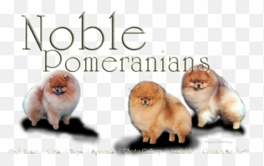 Noble Pomeranians Sunny California Home - Soft Png,Pomeranian Png