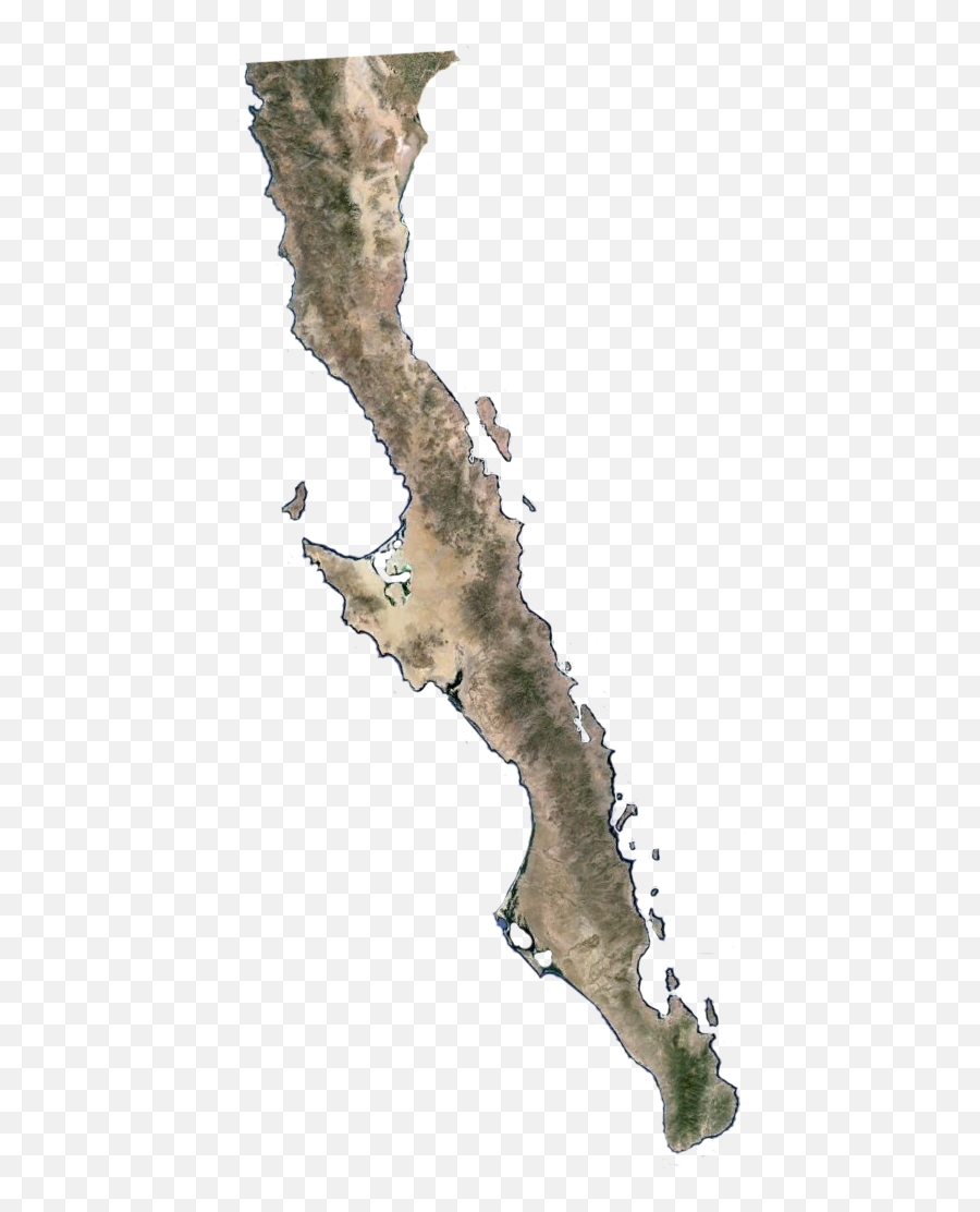 The Flora Of Baja California - Baja California Norte Y Sur Png,California Map Png