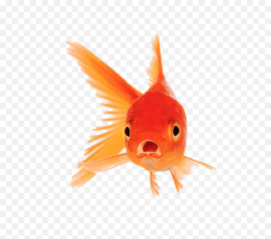 Download Goldfish With Mouth Open Png Image No - Goldfish With Mouth Open,Goldfish Transparent