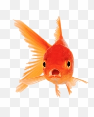 Download Goldfish With Mouth Open Png Image No - Goldfish With Mouth Open,Goldfish Transparent