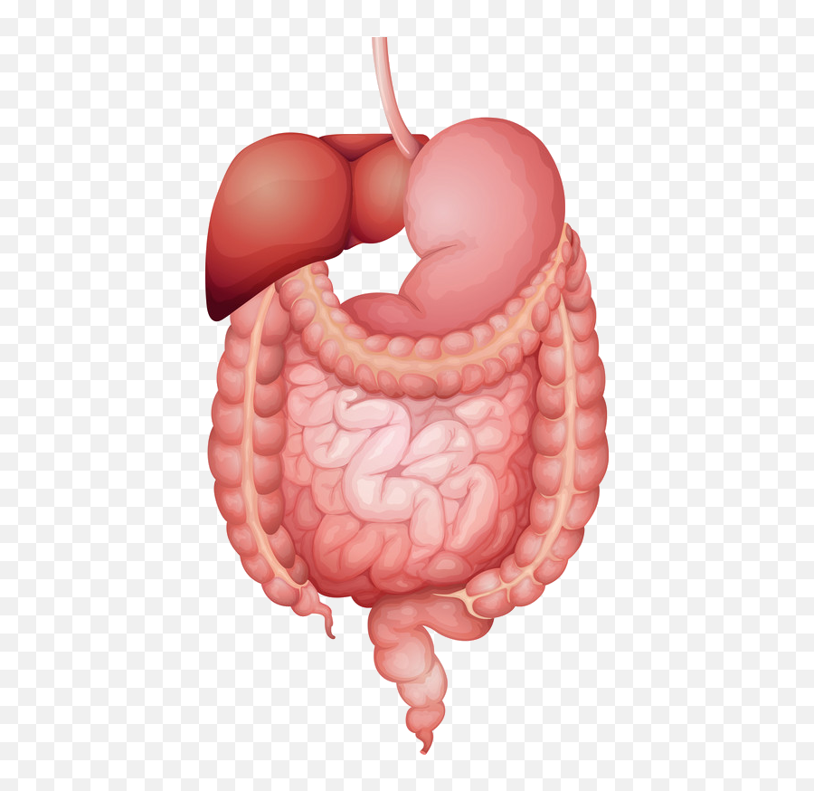 Digestive Stytem - Digestive System Vector Png,Digestive System Png