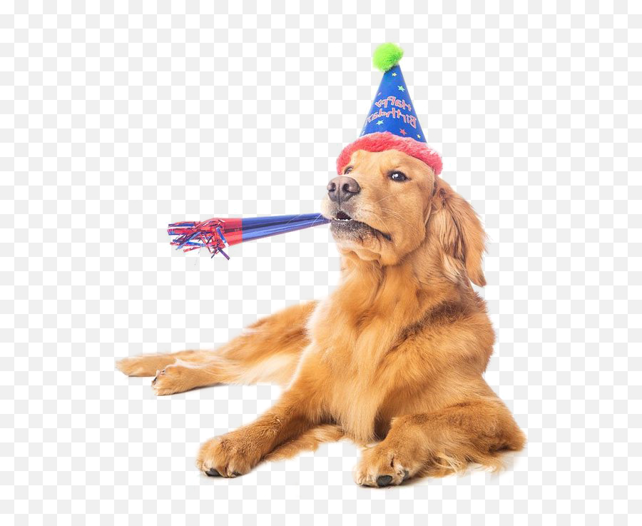 Download Dogbirthday - Dog With Party Hat Png,Party Hat Transparent