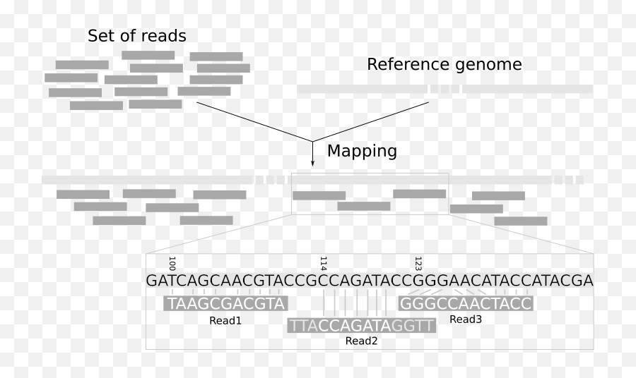 The Mapping Tutorial - Map Reads To Reference Genome Png,Sequencing Icon