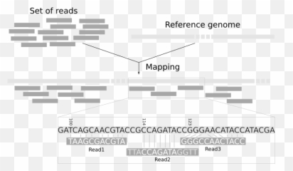 The Mapping Tutorial - Reads To Reference Genome png