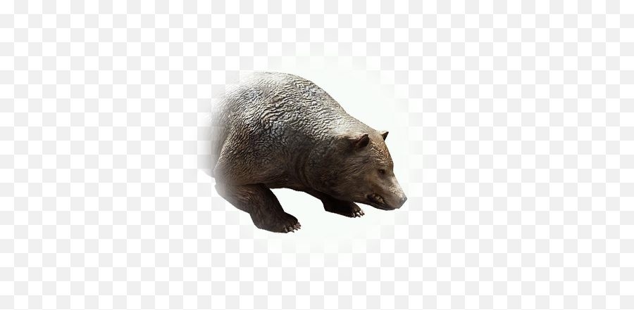 Bdo Red Bear - Grizzly Bear Png,Bdo Red Helmet Icon
