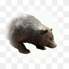 Bdo Red Bear - Grizzly png