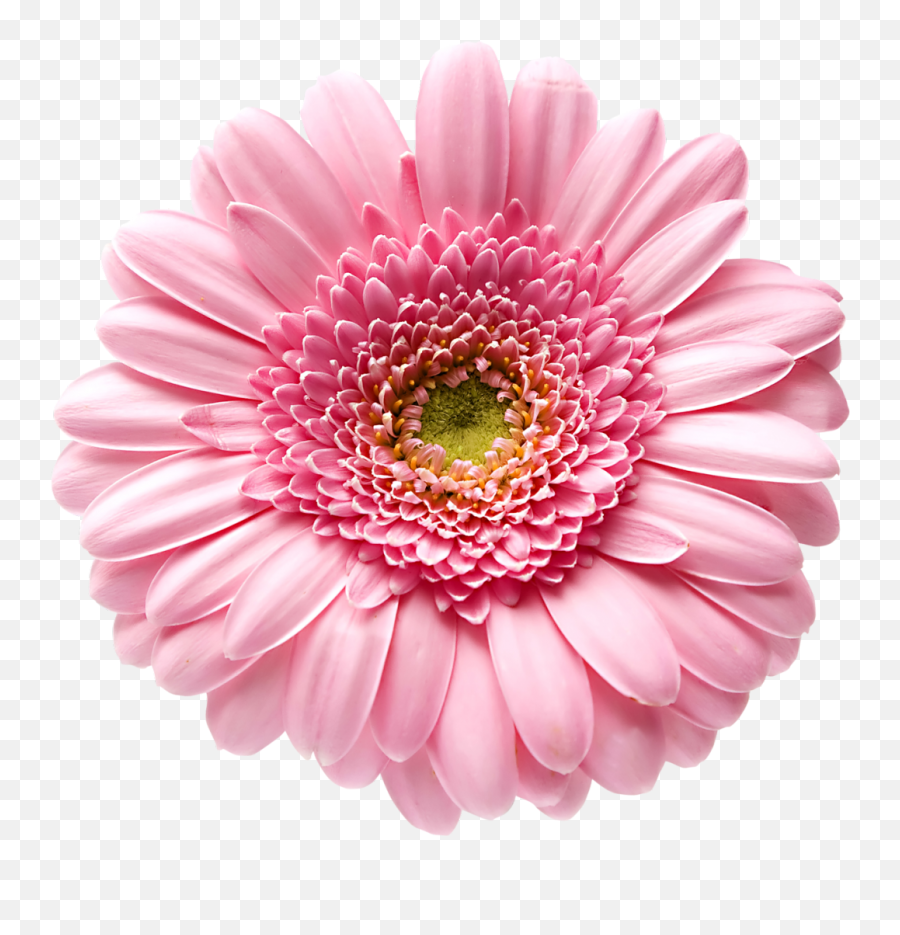 Stalin - Thegreat Ustalinthegreat Reddit Color Pink Flowers Clipart Png,Stalin Icon