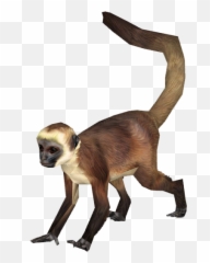 15 Panda Monkey Png For Free Download - Spider Monkey Png,Monkey Png