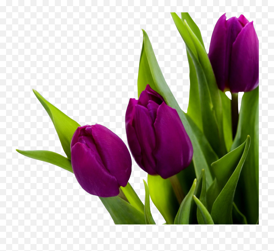 Tulip Png Transparent Images Free Download - Purple Tulip Flower Hd,Tulip Transparent