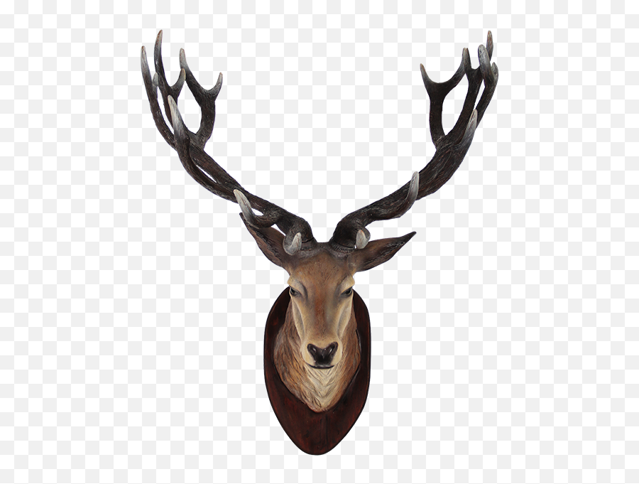 Deer Head Transparent Png - Animals Head On Wall,Animal Head Png