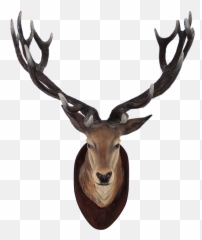 Deer Head Transparent Png - Animals On Wall