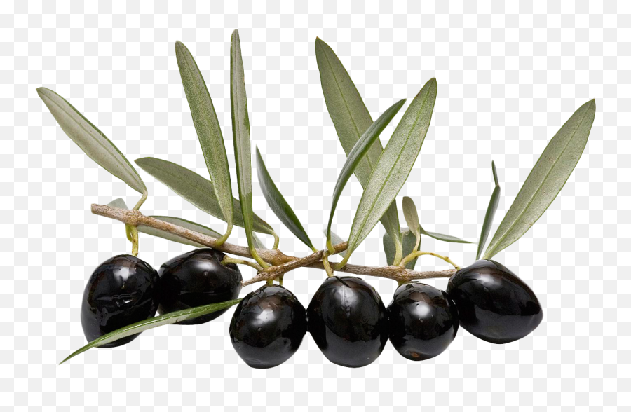 Olive Transparent Background - Olive Leaf Png,Olive Png