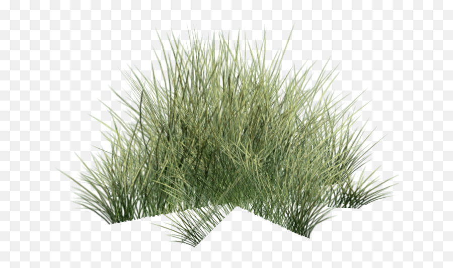 Ornamental Grass Png - Desert Grass Png,Ornamental Grass Png