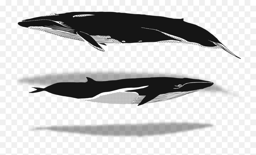 The Whaleplanner April - A Whale Watching Infographic Killer Whale Png,Humpback Whale Png