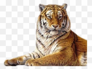 Tigre Png - Animaux Sauvages Gif,Tigre Png