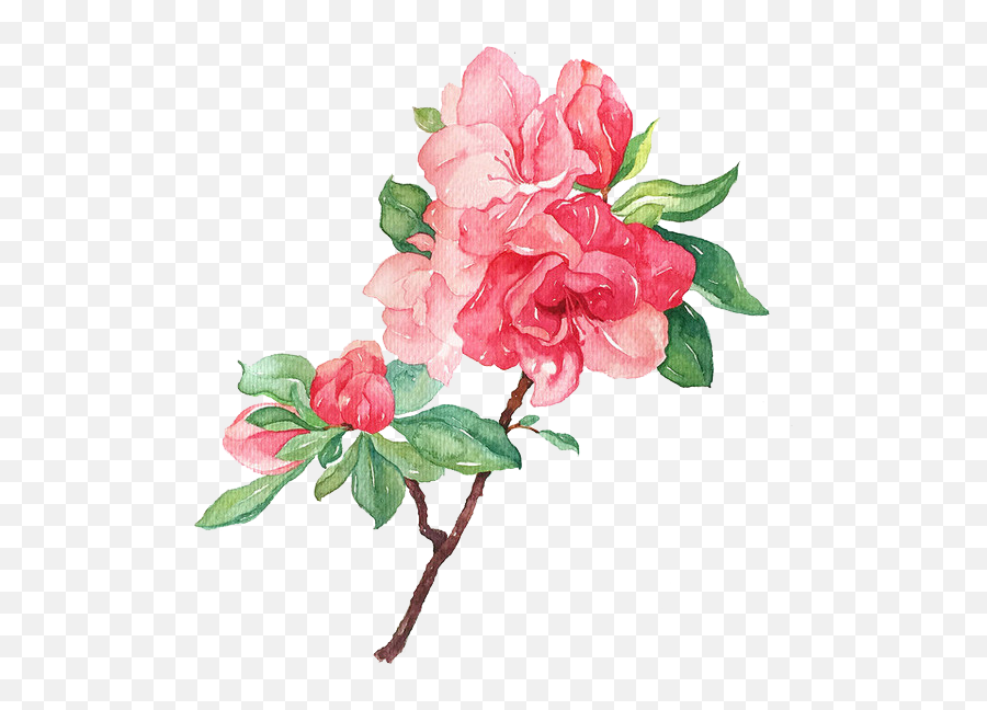 Blooming Flowers Png Download - Flowers Blooming Png,Flower Illustration Png