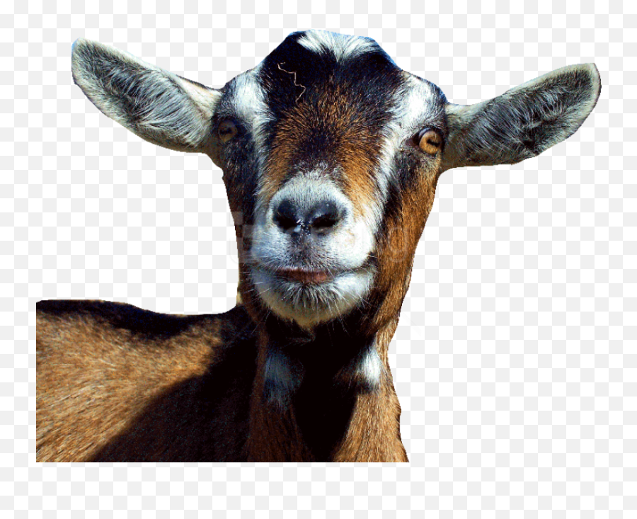 Goat Free S Png Images Background - Transparent Goat Head Png,Goat Transparent Background