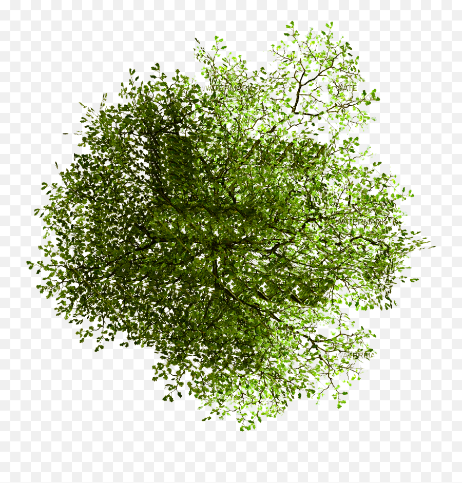 Tree Photoshop - Transparent Png Download Tree Plan Png,Trees Top View Png