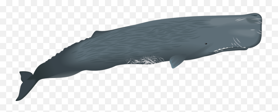 Sperm Whales Have The Largest Brain - Sperm Whale Png,Sperm Png