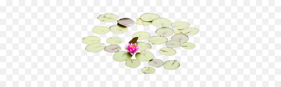 Download Free Png Lily Pads With One Rose Landscape - Water Lily,Foliage Png