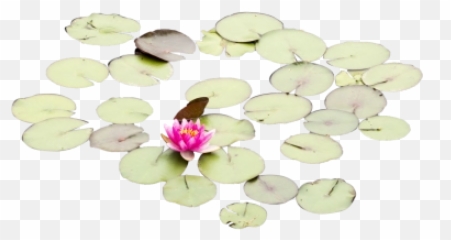 Download Free Png Lily Pads With One Rose Landscape - Water Lily,Foliage Png