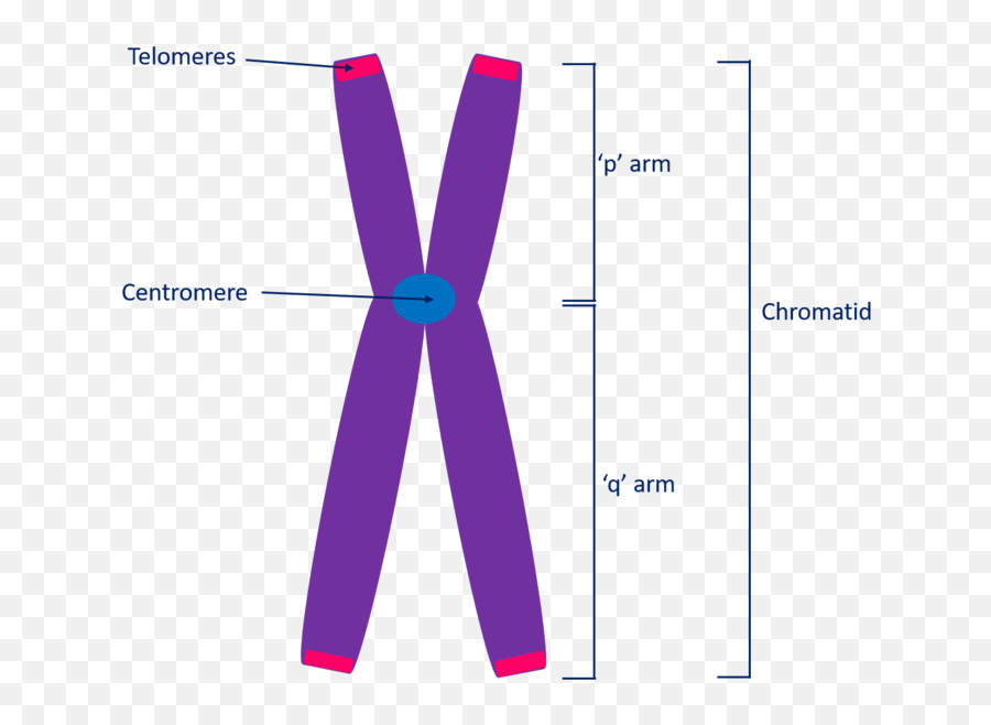 Download Structure Of A Chromosome Showing Two Identical - Structure Of A Chromosome And Chromatids Png,Chromosome Png