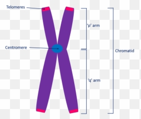 Download Structure Of A Chromosome Showing Two Identical - And Chromatids png