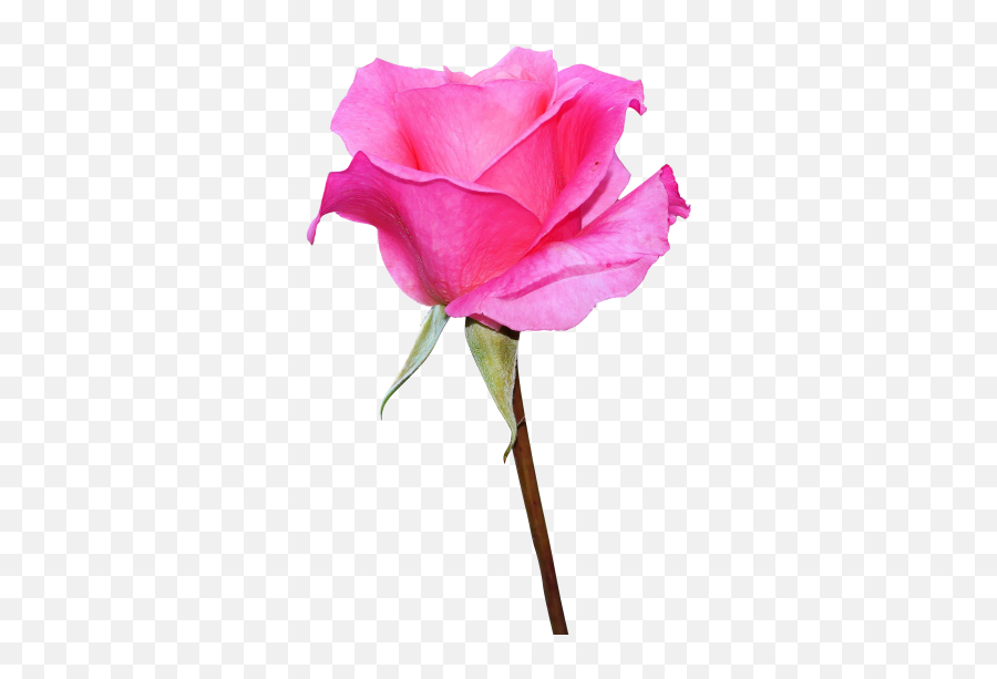 Download Pink Rose Png - Transparent Png Png Images Pink Rose Images Hd Download,Pink Roses Png