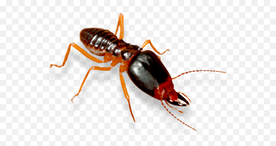 Download Termite - Full Size Png Image Pngkit Termite,Termite Png