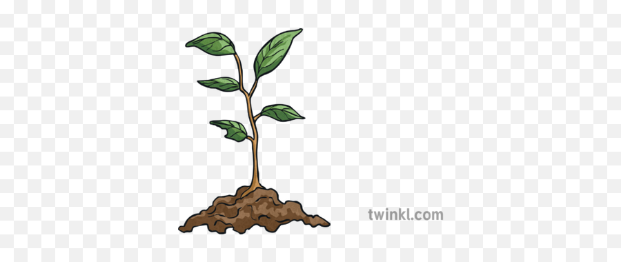 Growing Plant Leaves Feed Nature Life - Leaves Plant Life Cycle Png,Growing Plant Png