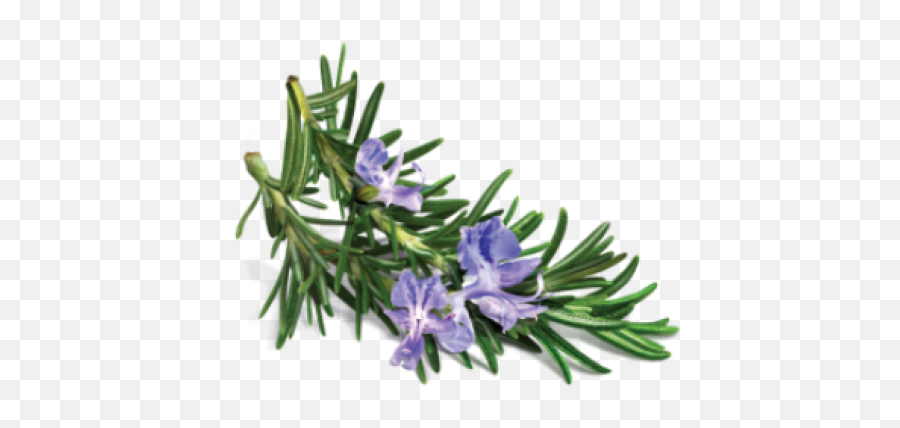 Download Avalon Organics - Rosemary Png,Rosemary Png