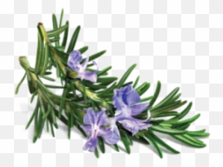 Download Avalon Organics - Rosemary Png,Rosemary Png