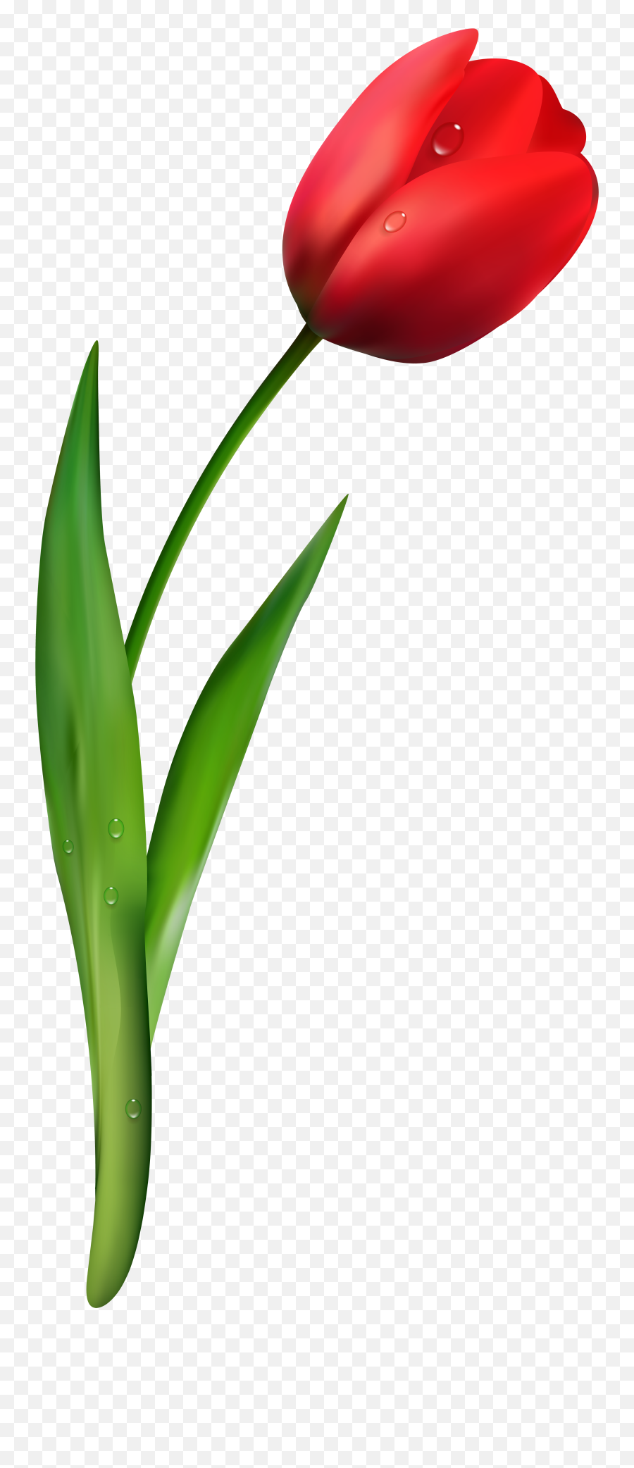 Tulip Flower - Tulip Flower Transparent Png,Tulips Png