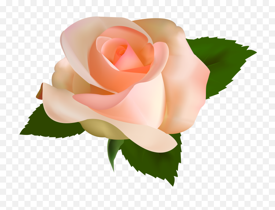 Download Beautiful Rose Png Clipart - Peach Rose Transparent Background,Peach Transparent Background