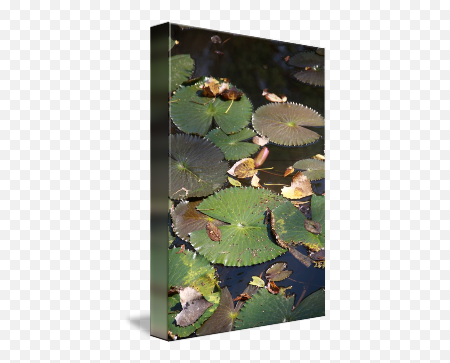 Lily Pad By Stephanie Collier - Pond Png,Lily Pad Png