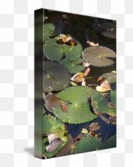 Lily Pad By Stephanie Collier - Pond Png,Lily Pad Png