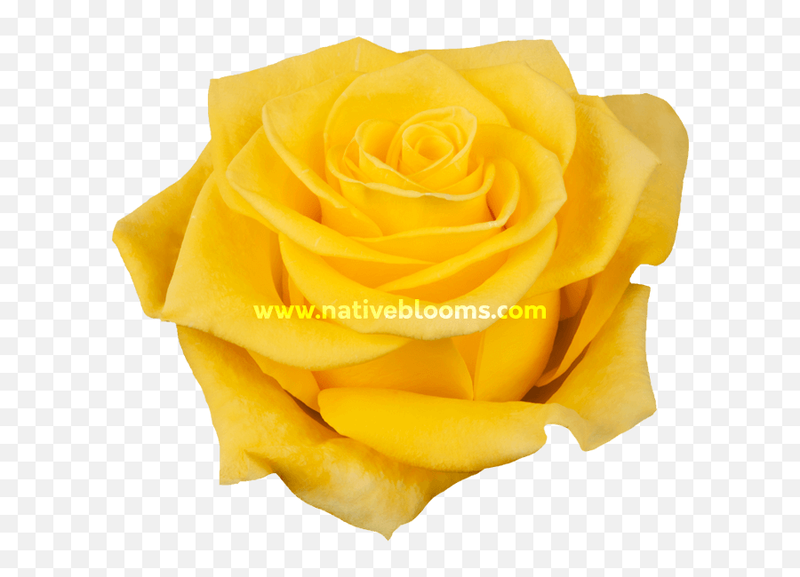 New Yellow Roses - Floribunda Png,Yellow Roses Png