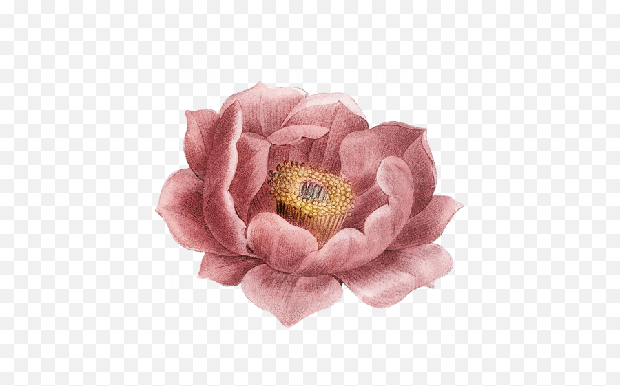 Vintage Flower Png Free Download - Japanese Camellia,Vintage Flower Png