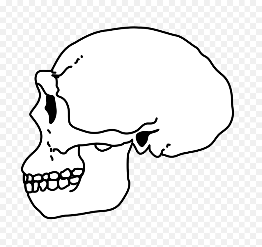 Fileerectus Skullpng - Wikimedia Commons Homo Erectus Skull Sketch,Skull Png Transparent