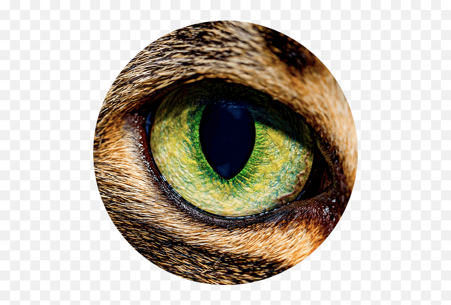 First Edition Newt Scamander - Macro Cat Eye Close Up Png,Newt Scamander Icon