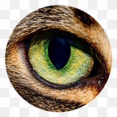 First Edition Newt Scamander - Macro Cat Eye Close Up Png,Newt Scamander Icon
