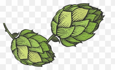 Hop Sketch Transparent Png - Hops Png,Hops Png