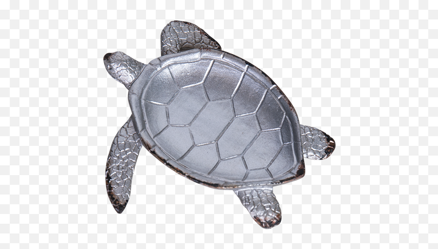 Turtle Soap Holder - Green Sea Turtle Png,Cute Turtle Png