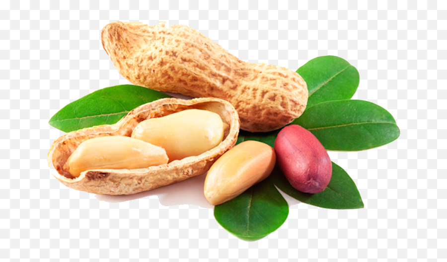 Free Peanut Png Transparent Images - George Washington Carver Products,Peanut Transparent