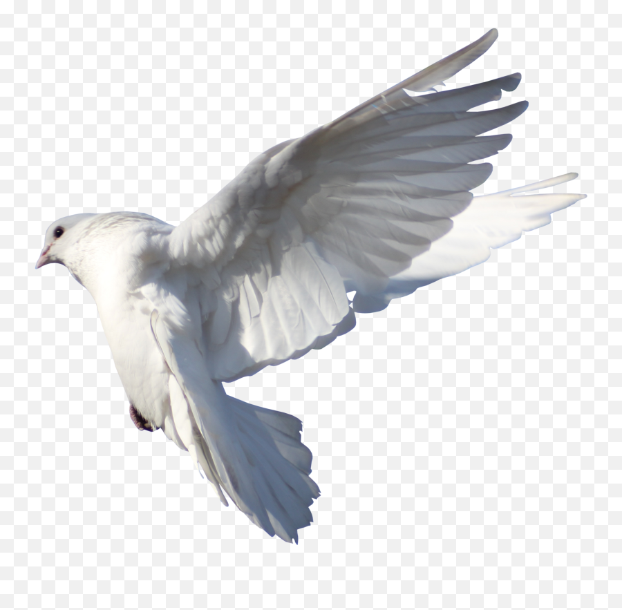 Rock Dove Columbidae Bird Flight - Pigeon Png Download Typical Pigeons,Dove Transparent
