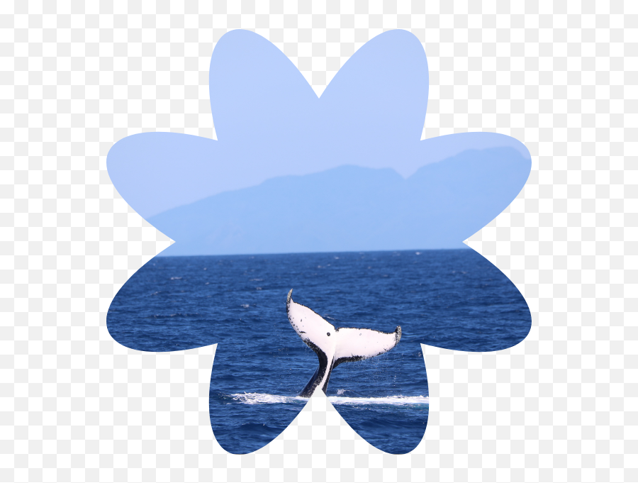 How To Save A Beached Whale Png Icon Clothing