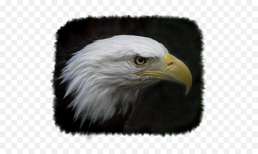 American Bald Eagle Kids T - Shirt Bald Eagle Png,Bald Eagle Transparent