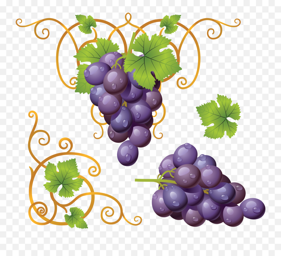 Grapes Png - Grape Clipart Sona Dessin Grappe De Raisin Clipart Grapes,Grapes Png
