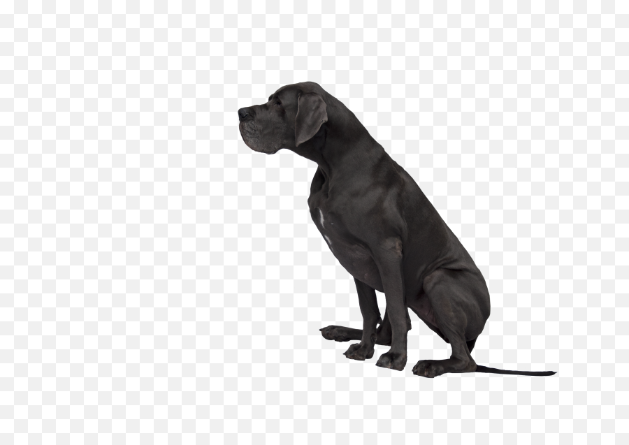 Free Dog Cliparts Transparent Download - Transparent Black Dog Clipart Png,Dog Silhouette Transparent Background