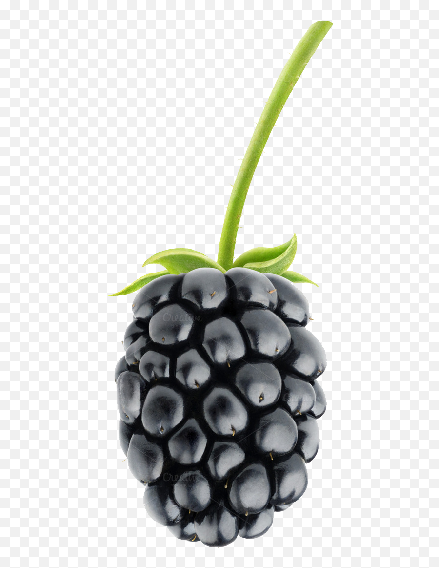 Free Blackberries Png Download Berries